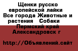 Щенки русско европейской лайки - Все города Животные и растения » Собаки   . Пермский край,Александровск г.